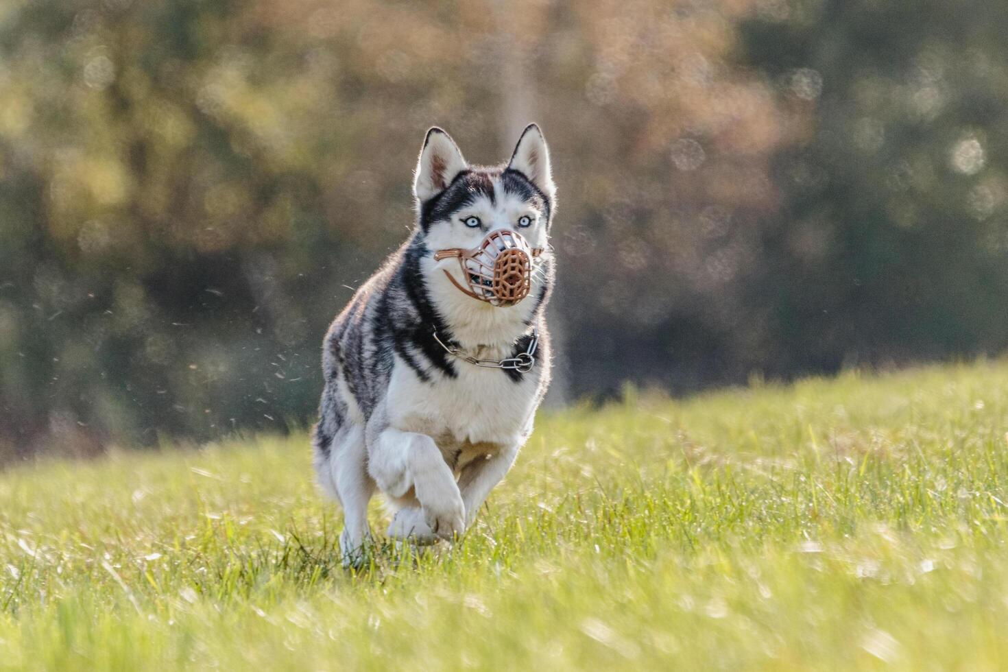 Husky running in the field on lure coursing competition photo