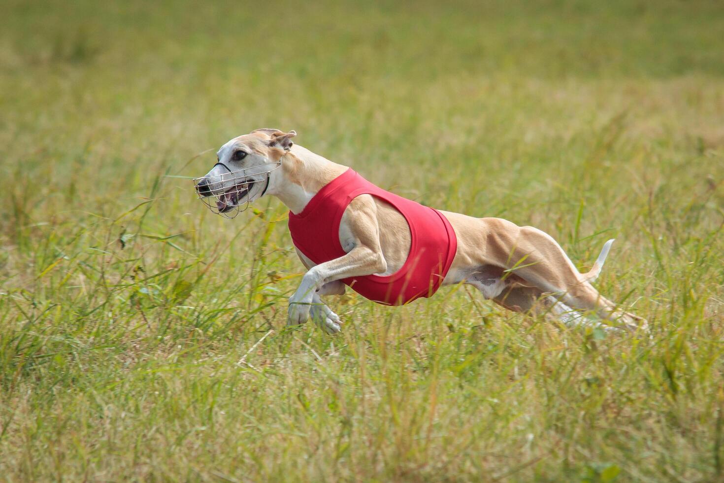 Whippet running in a red jacket coursing field on lure coursing photo