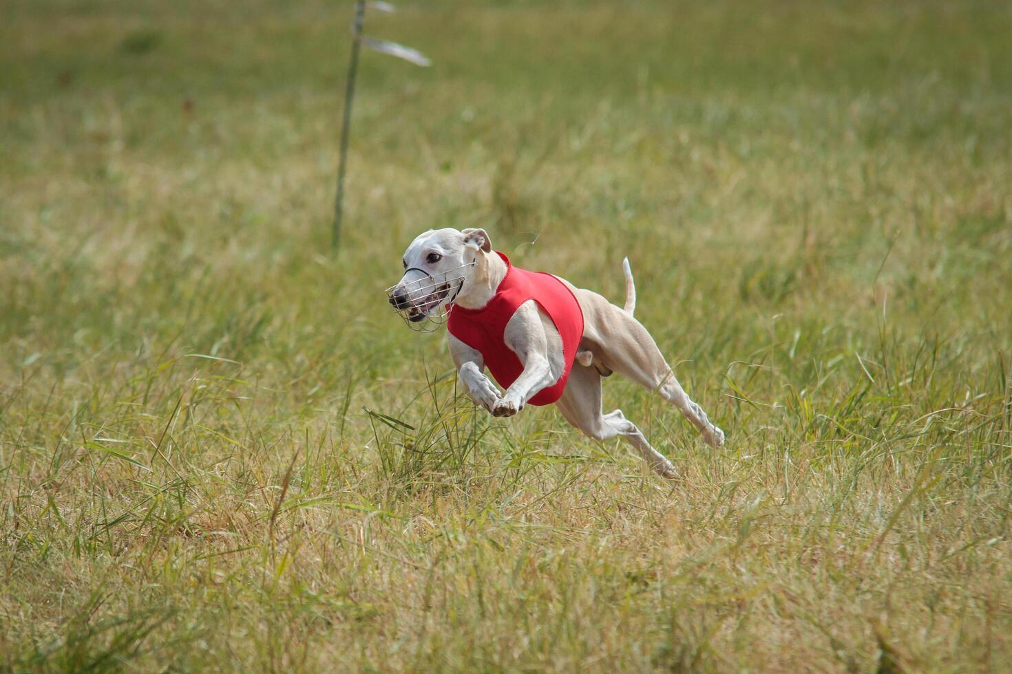 Whippet running in a red jacket coursing field on lure coursing photo