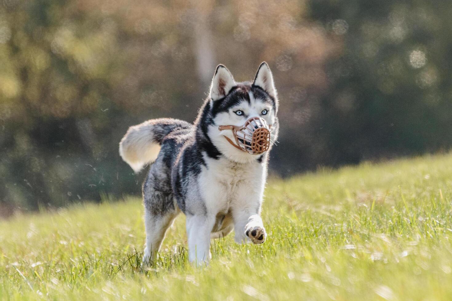 Husky running in the field on lure coursing competition photo