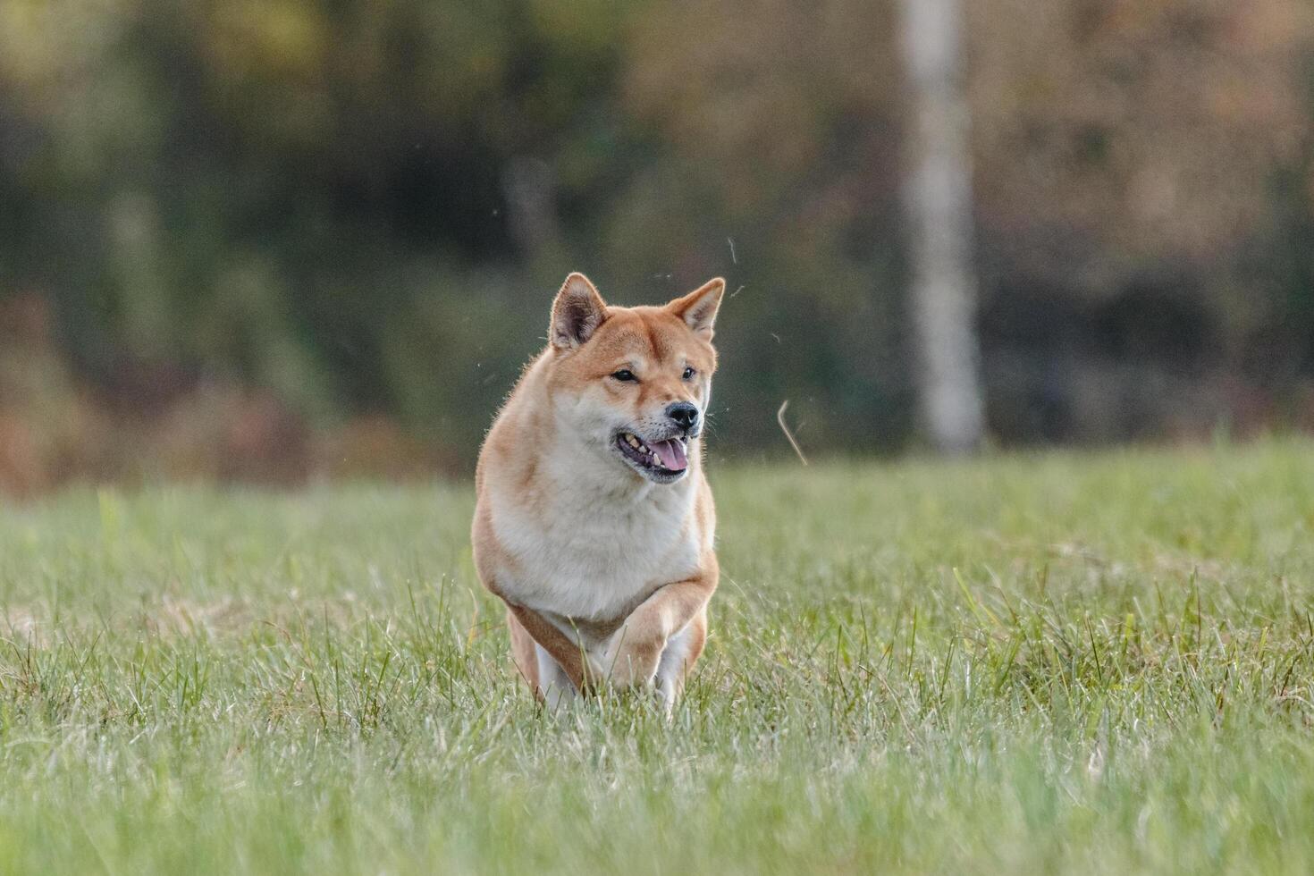 Shiba Inu running in the field on lure coursing competition photo