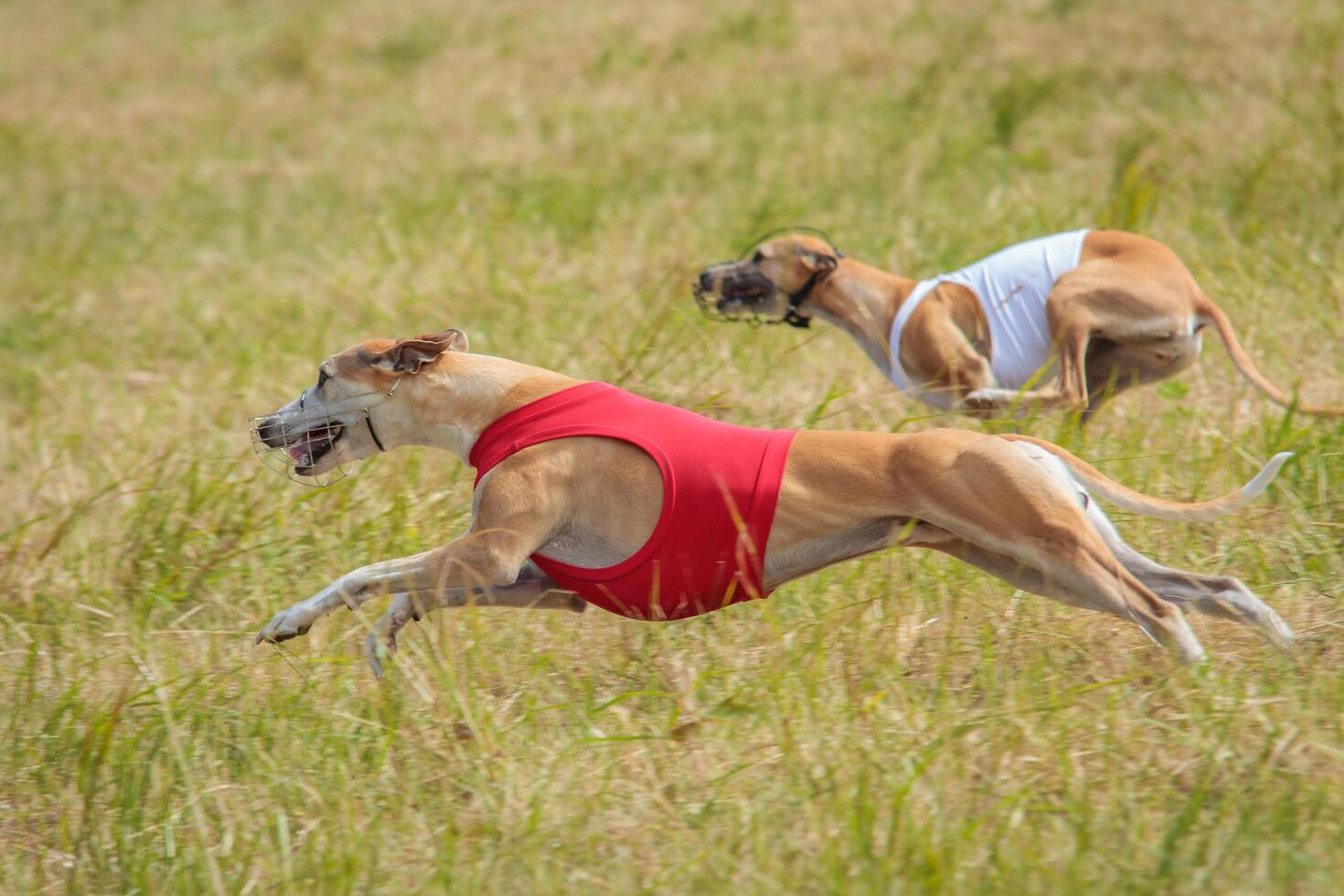 Two whippet dogs running in jackets coursing field on lure coursing photo