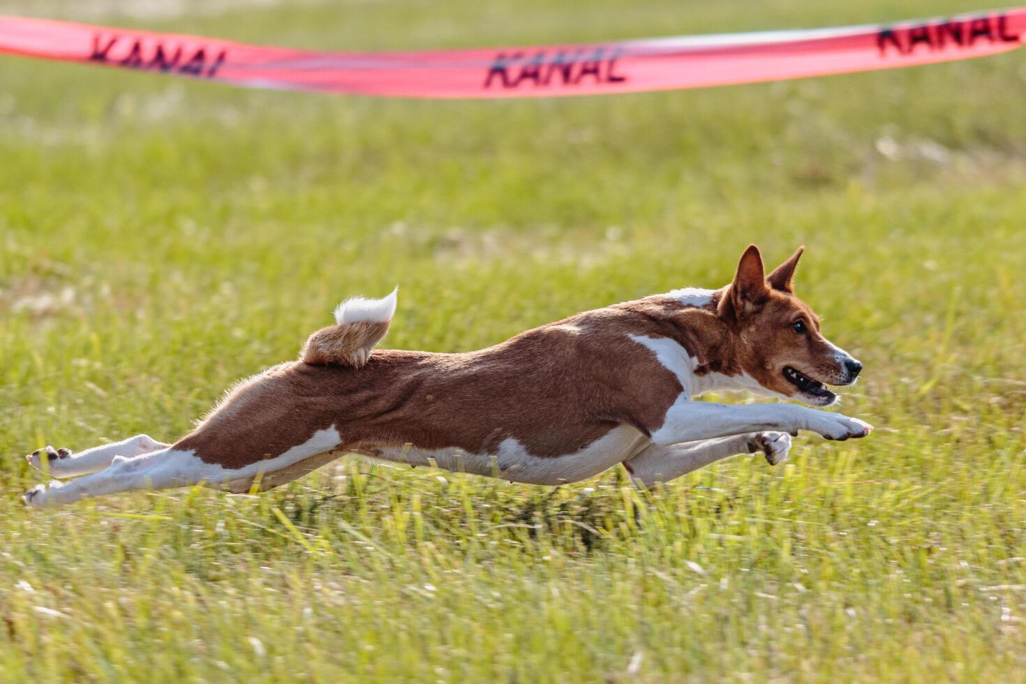Basenji running in the field on lure coursing competition photo