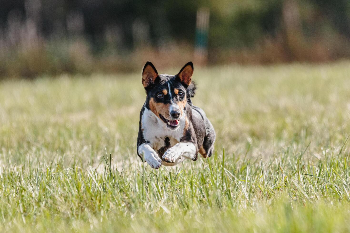 Basenji running in the field on lure coursing competition photo