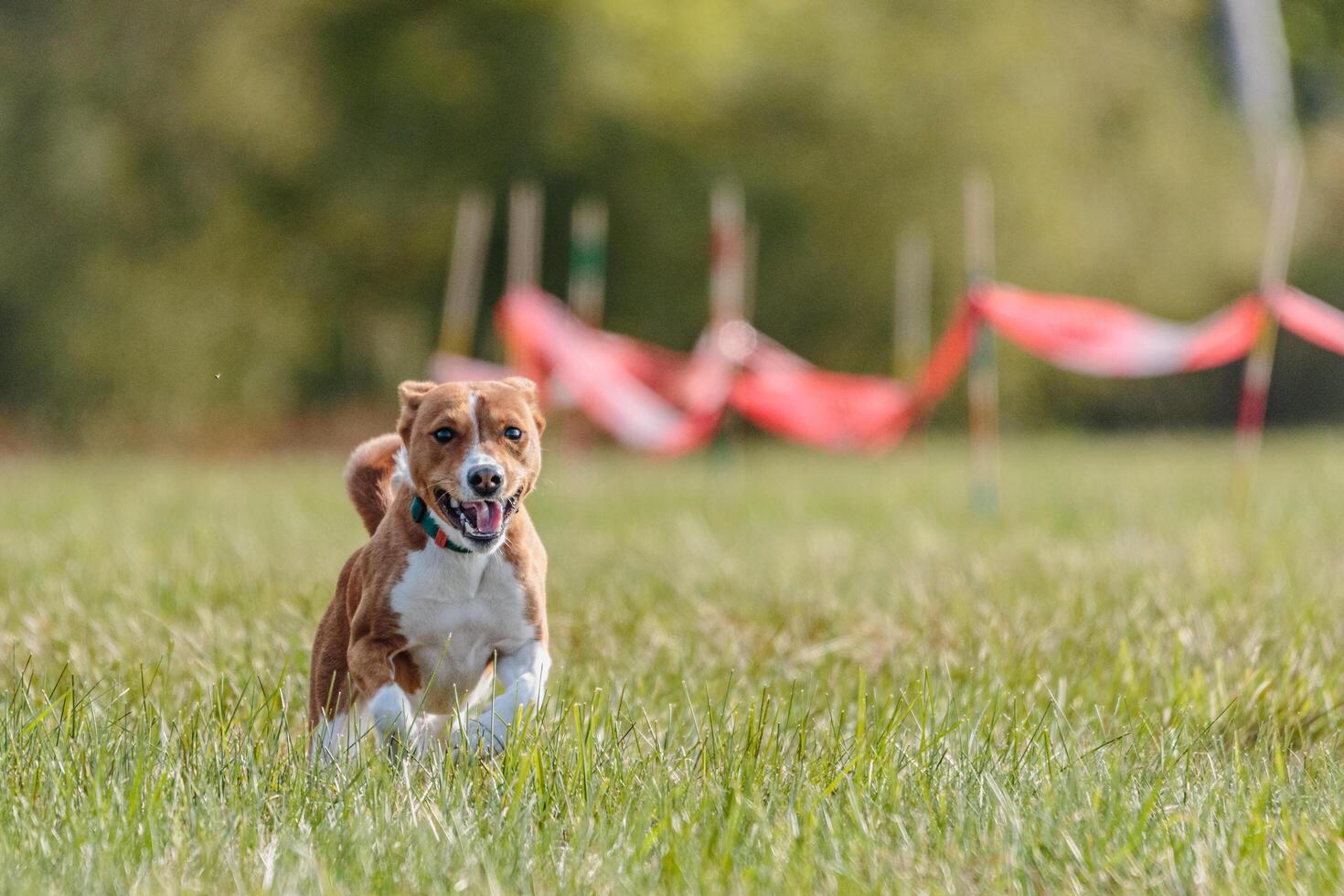 Basenji running in the field on lure coursing competition photo