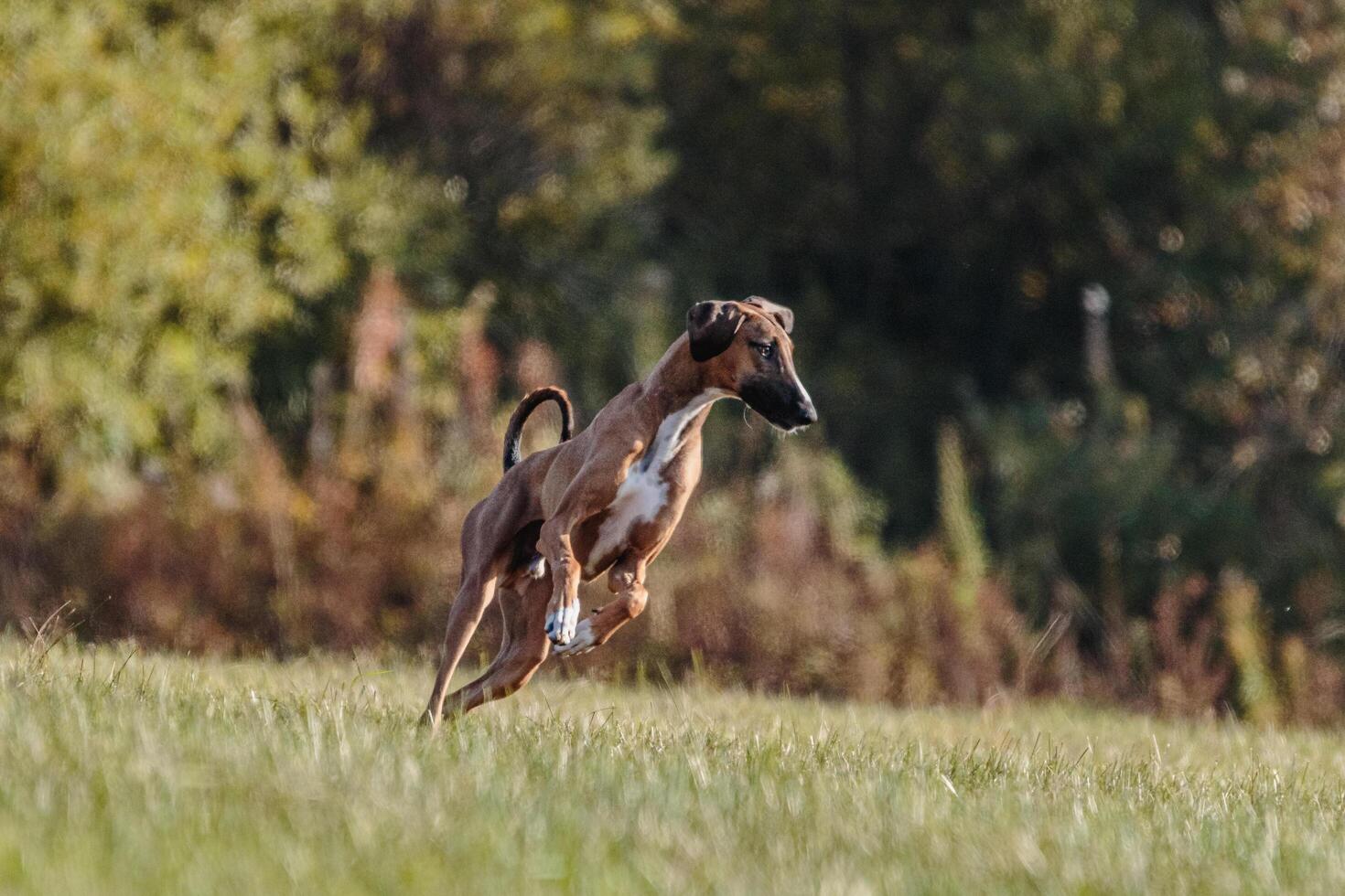 Azawakh running in the field on lure coursing competition photo