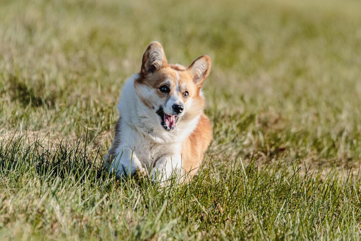Dog running in the field on lure coursing competition photo