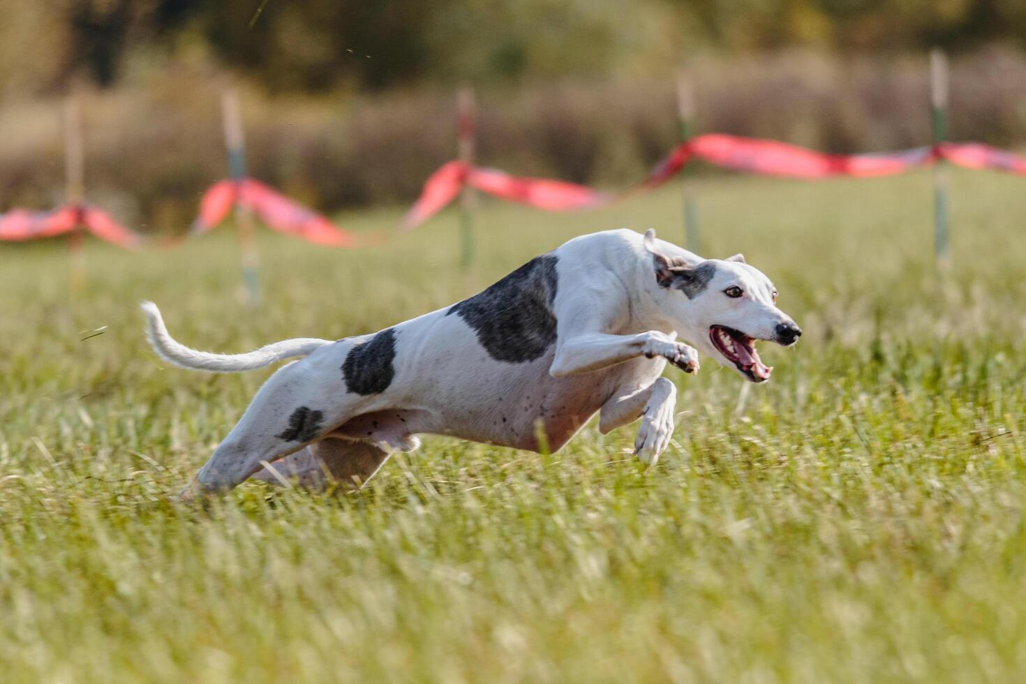 Whippet sprinter running in the field on lure coursing competition photo