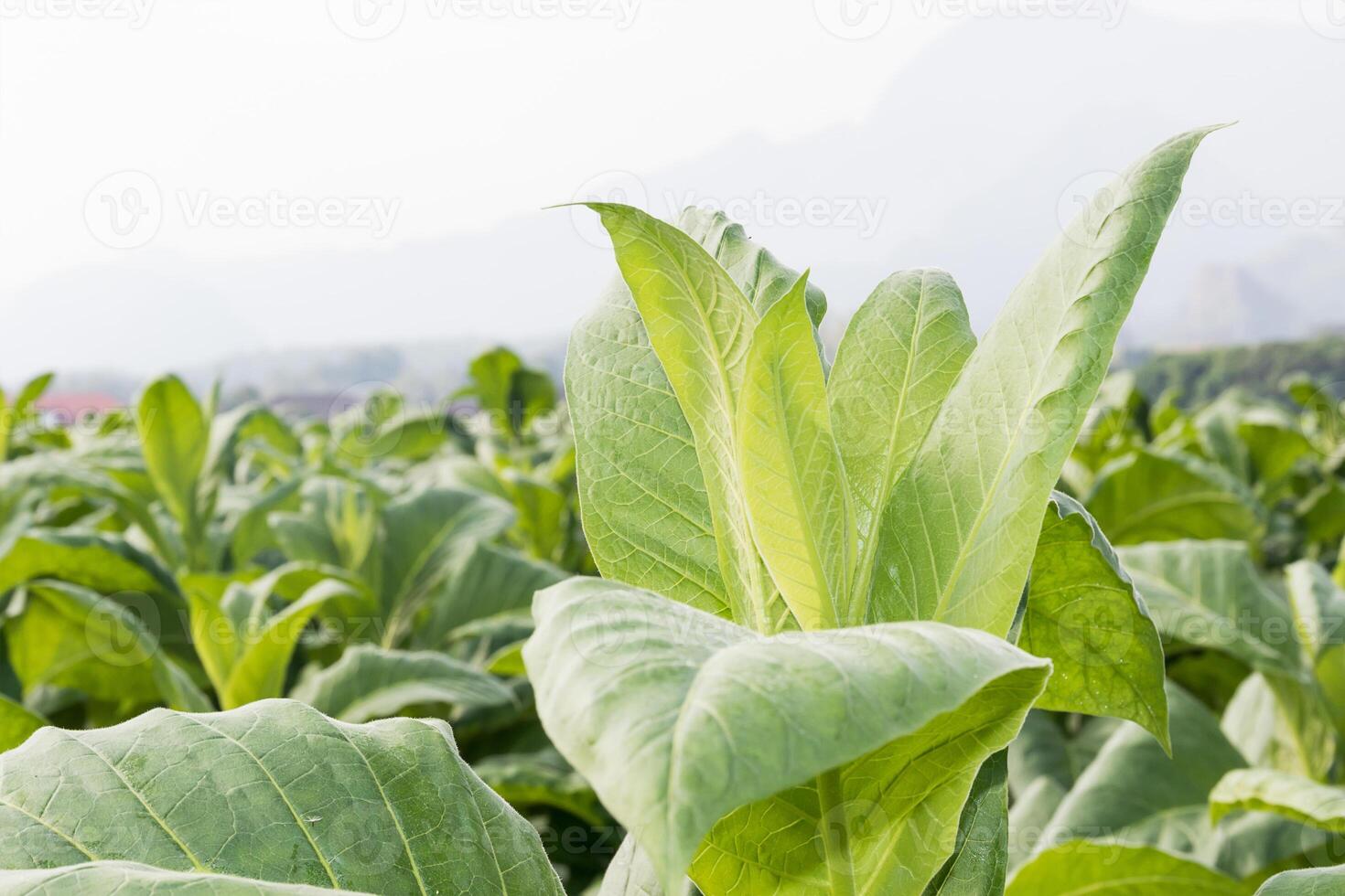 Close up Nicotiana tabacum photo