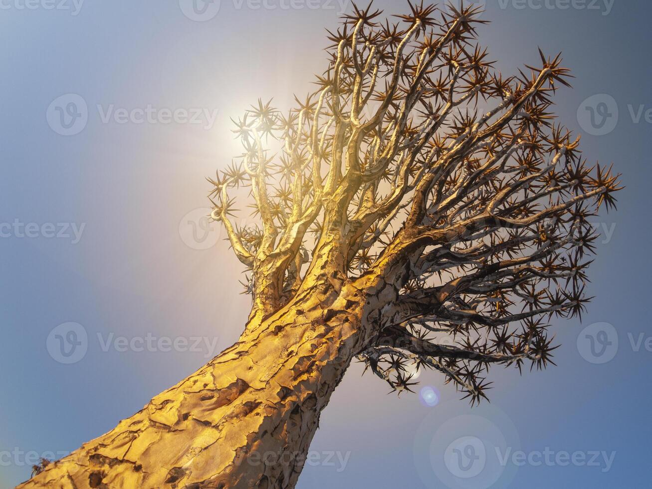Quivertree aloe tree in Namibia, Africa. in Namibia. photo