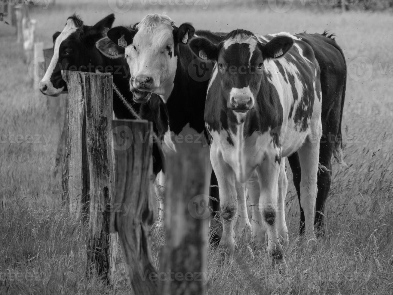 Three cows standing in a field near a fence photo