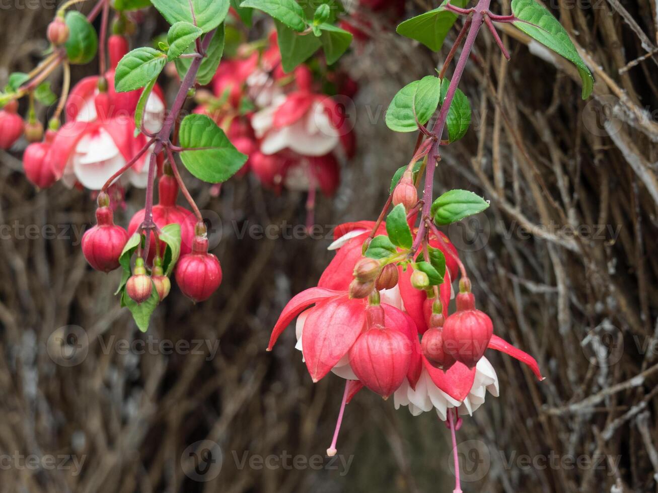 A bunch of red and white flowers hanging from a tree photo