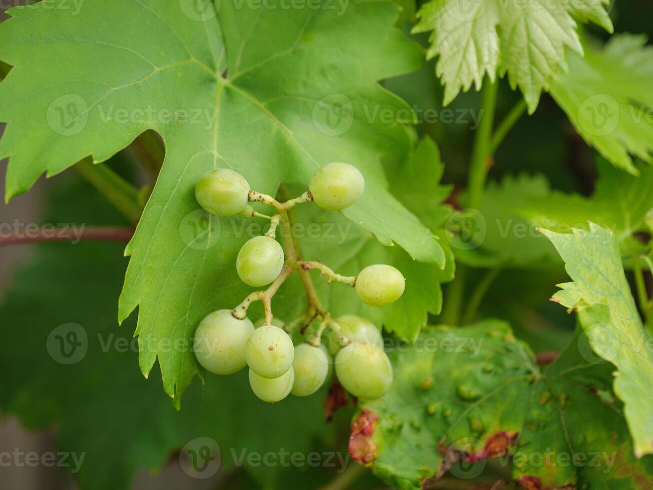 A bunch of grapes on a vine with leaves photo