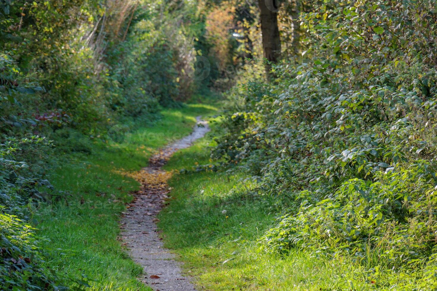 A path through the woods with grass and trees photo