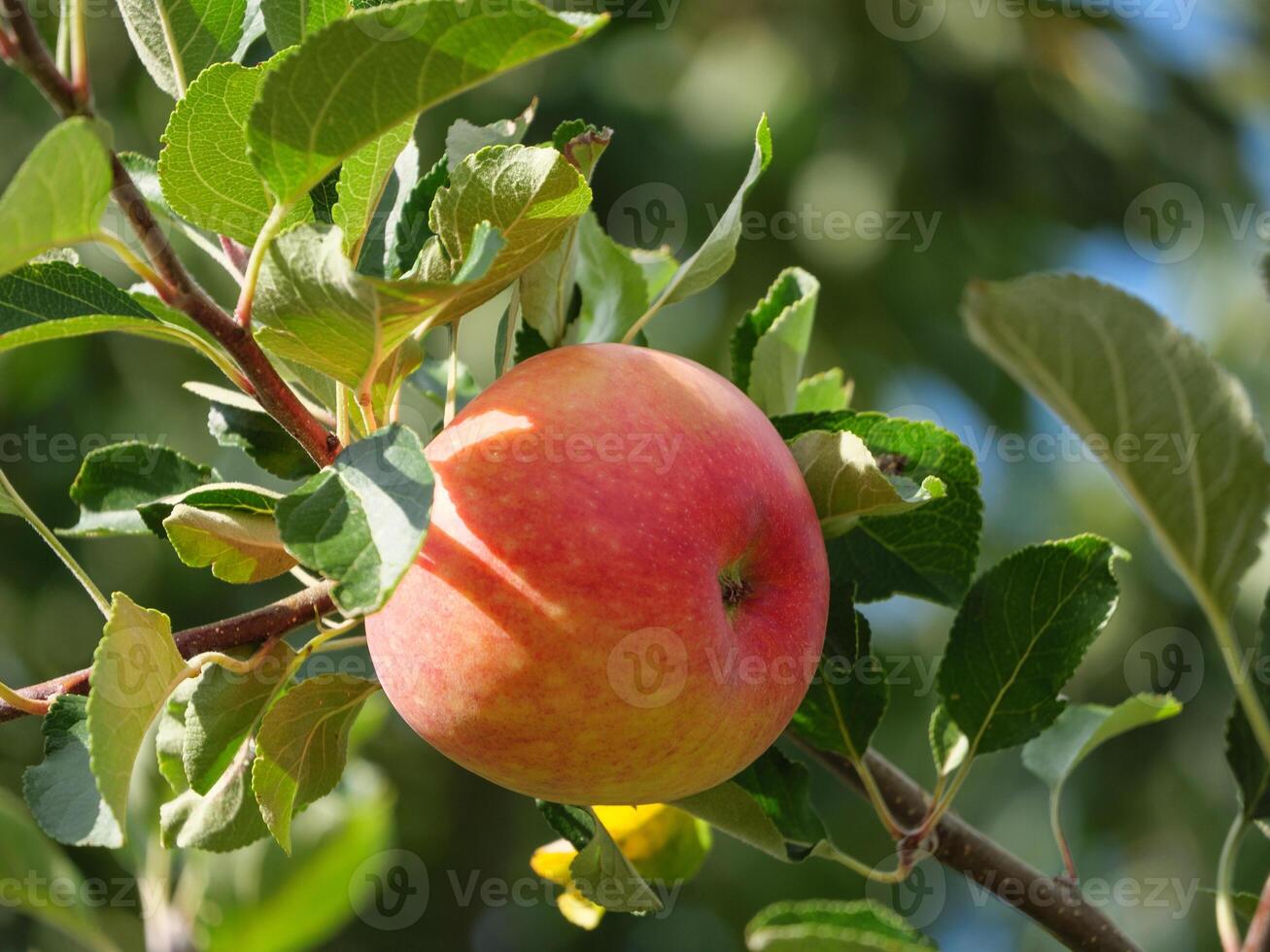 A close up of an apple on a tree branch photo