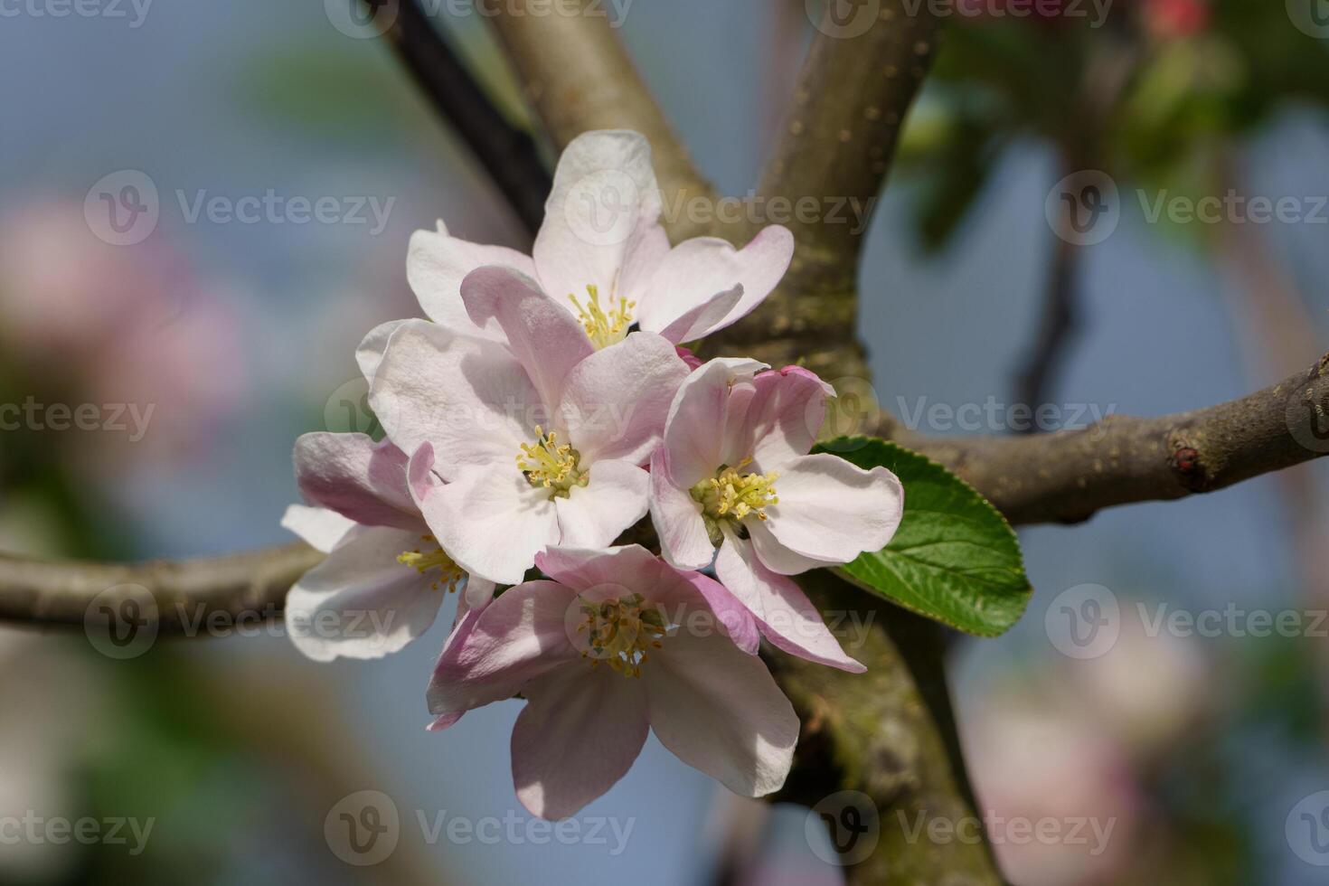 Apple blossom, spring, spring flowers, spring flowers, apple blossom, apple blossom photo