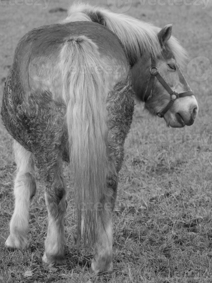 A black and white photo of a horse standing in the grass