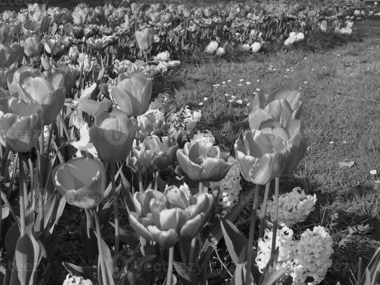 Black and white photo of tulips in the grass