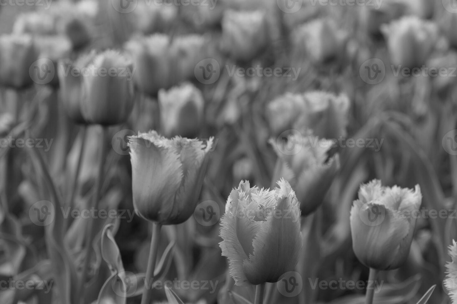 Black and white photograph of tulips in a field photo