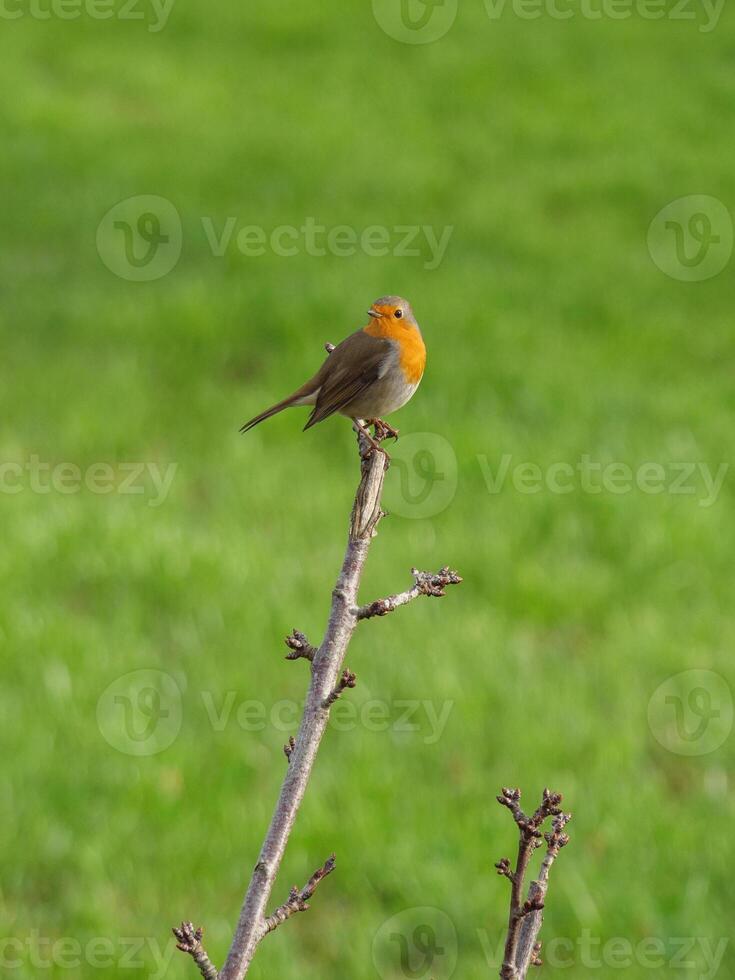 A small bird is perched on a branch in the grass photo