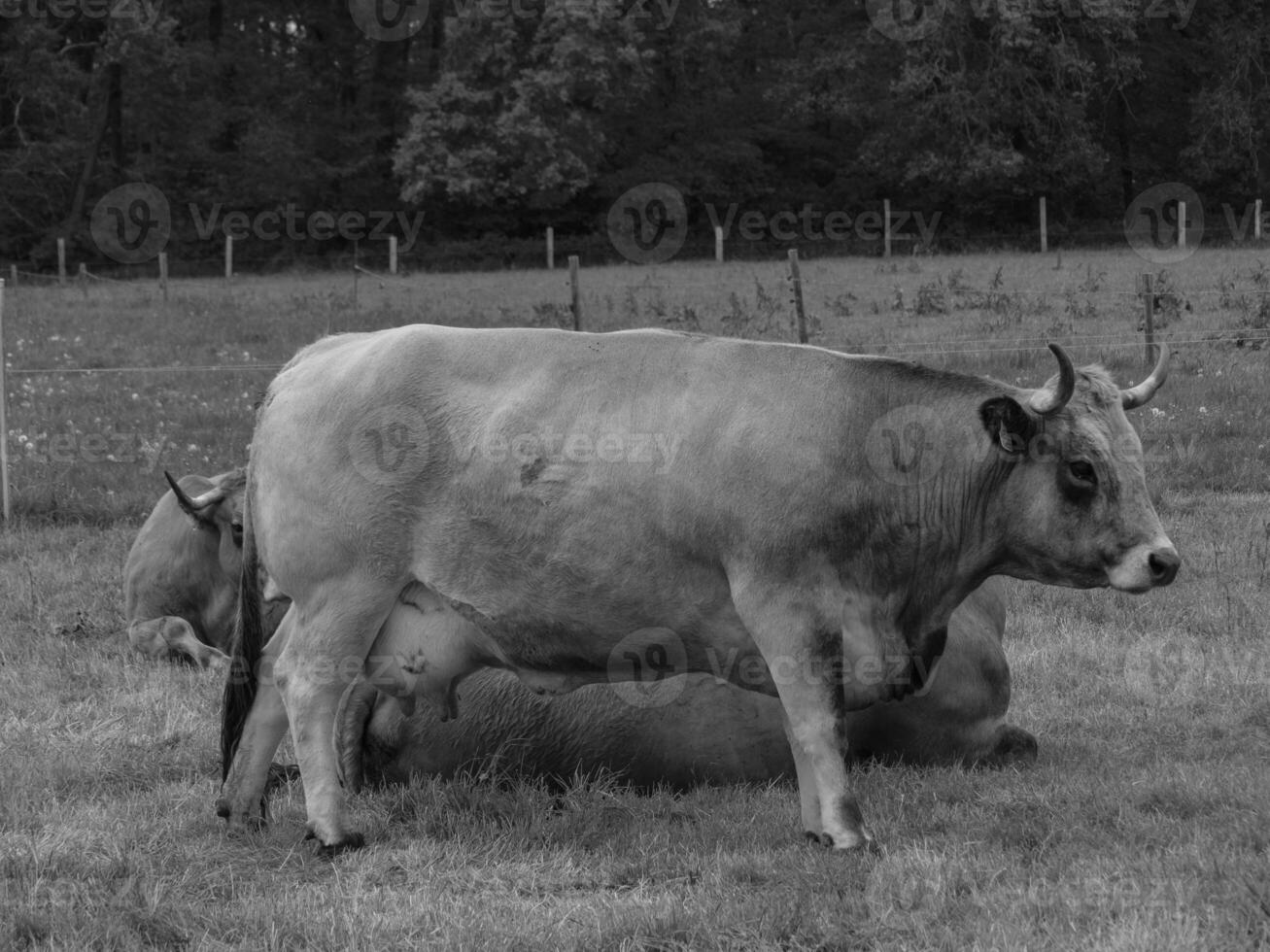 A black and white photo of a cow in a field in westphalia