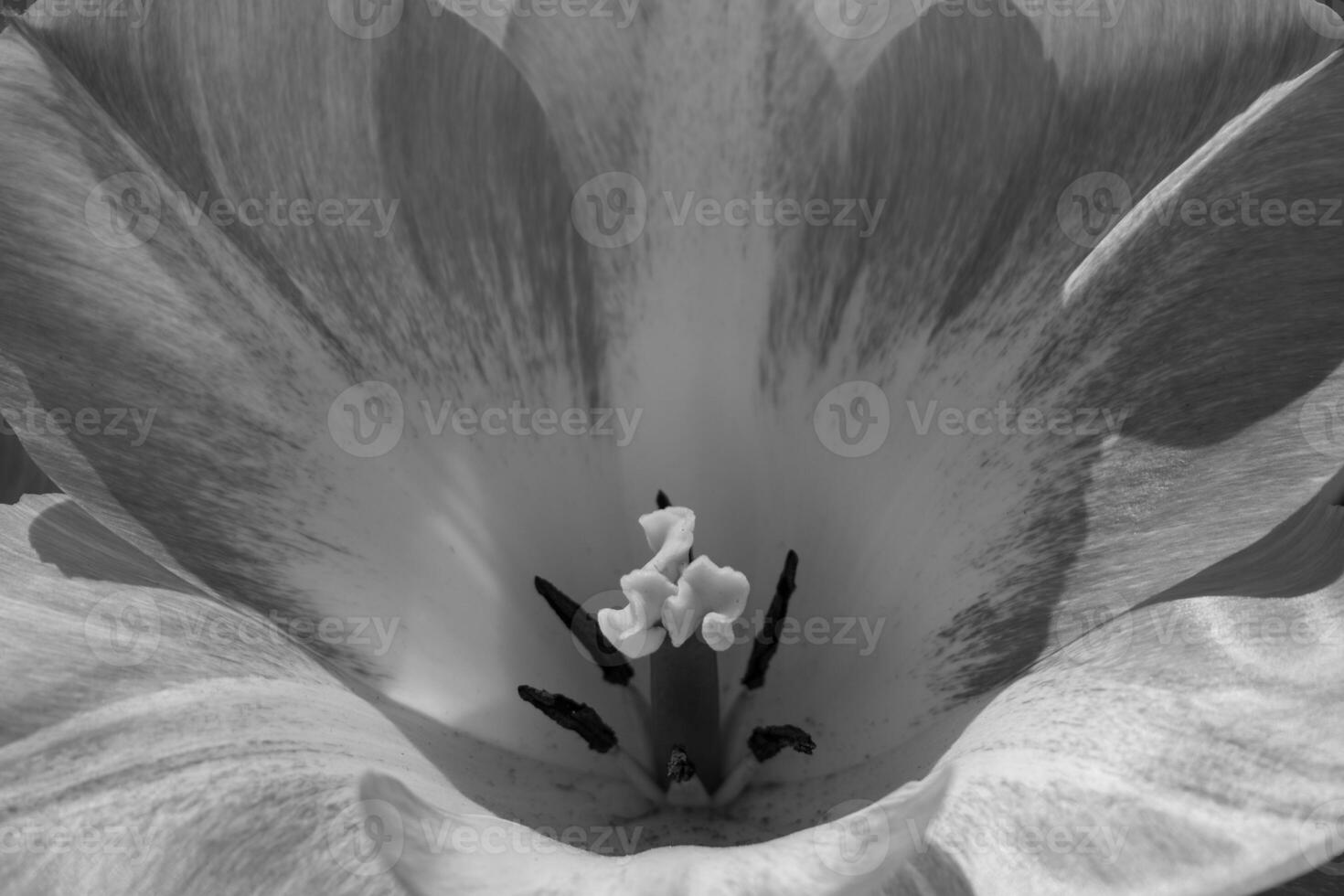 Black and white photograph of a tulip flower photo