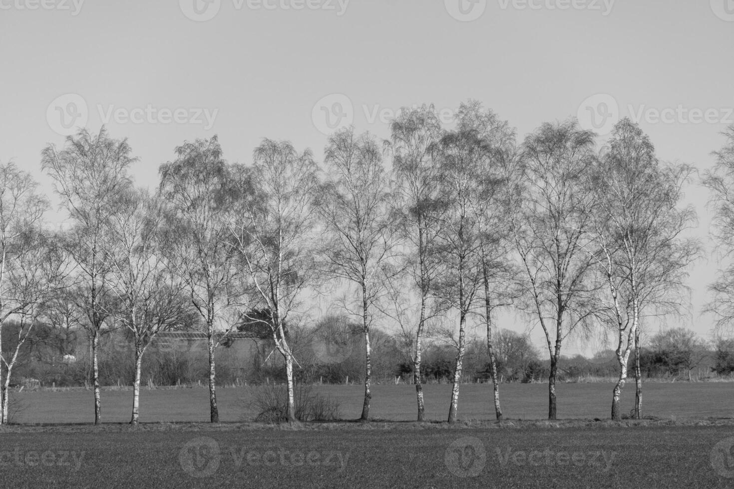 A black and white photo of a field with trees