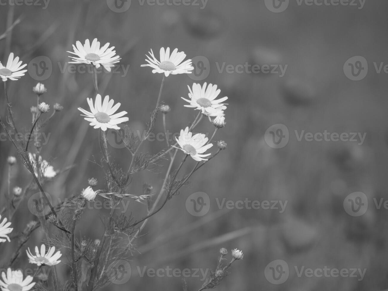 Black and white photograph of daisies in a field photo