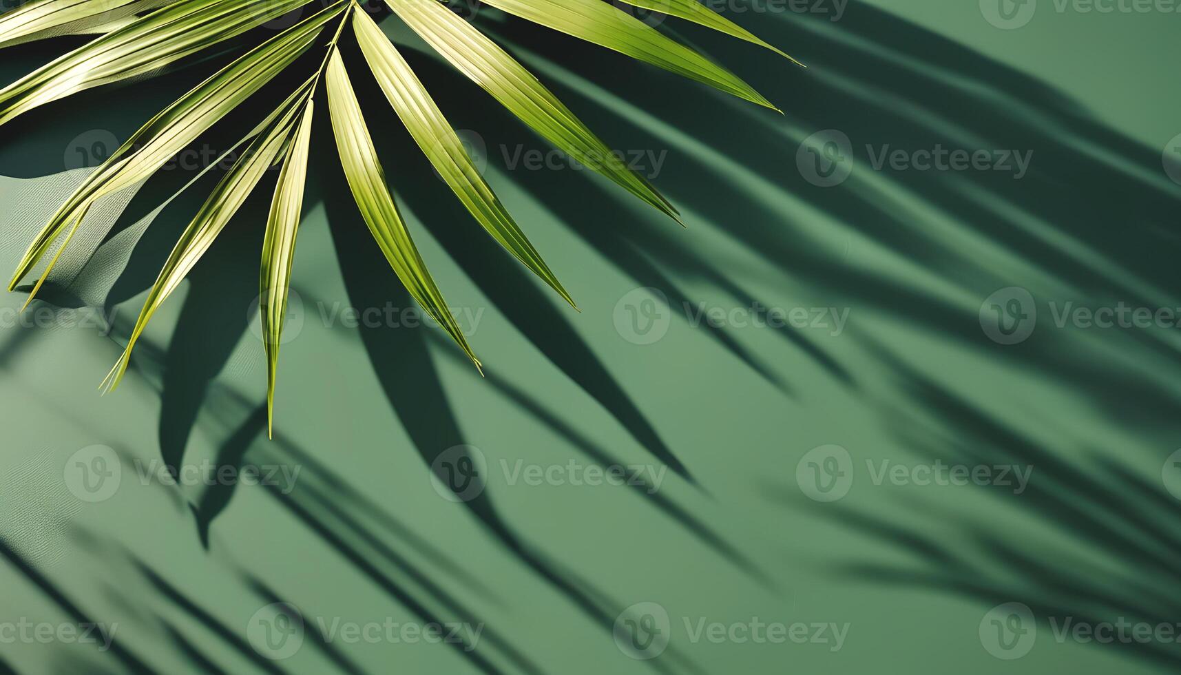 Palm leaf on a green surface with shadow photo