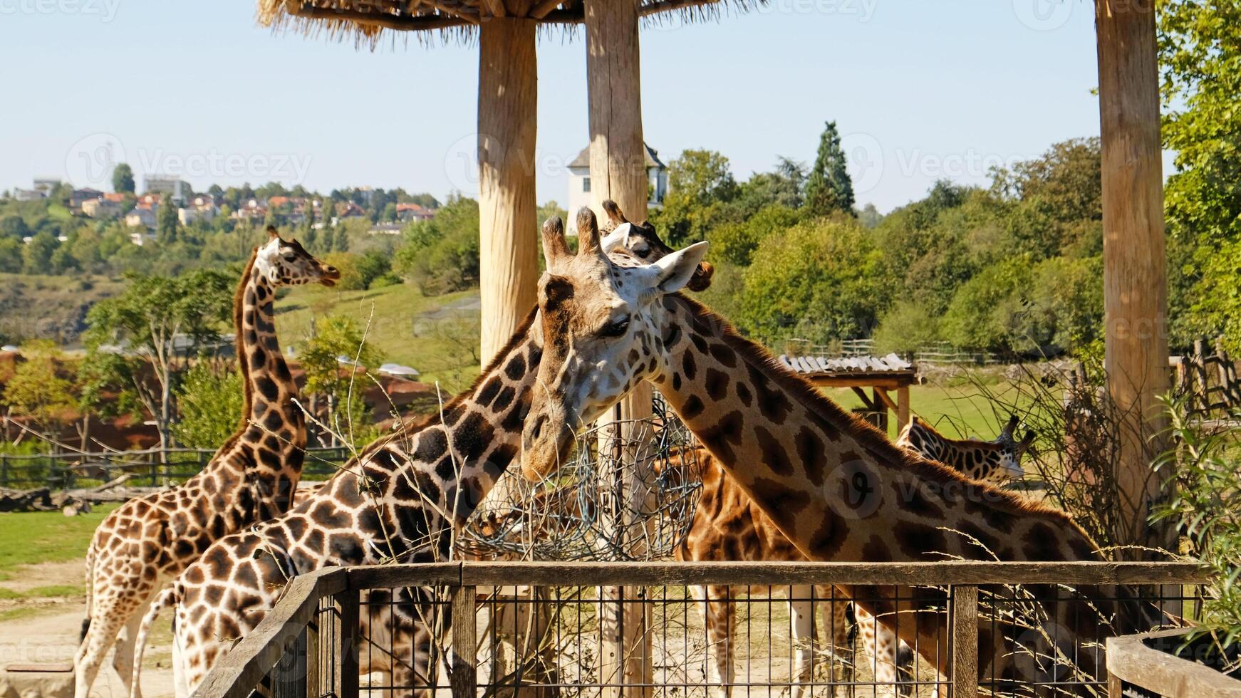 Giraffe eats tree branches. Portrait of giraffe's face looking at the camera, front view. photo