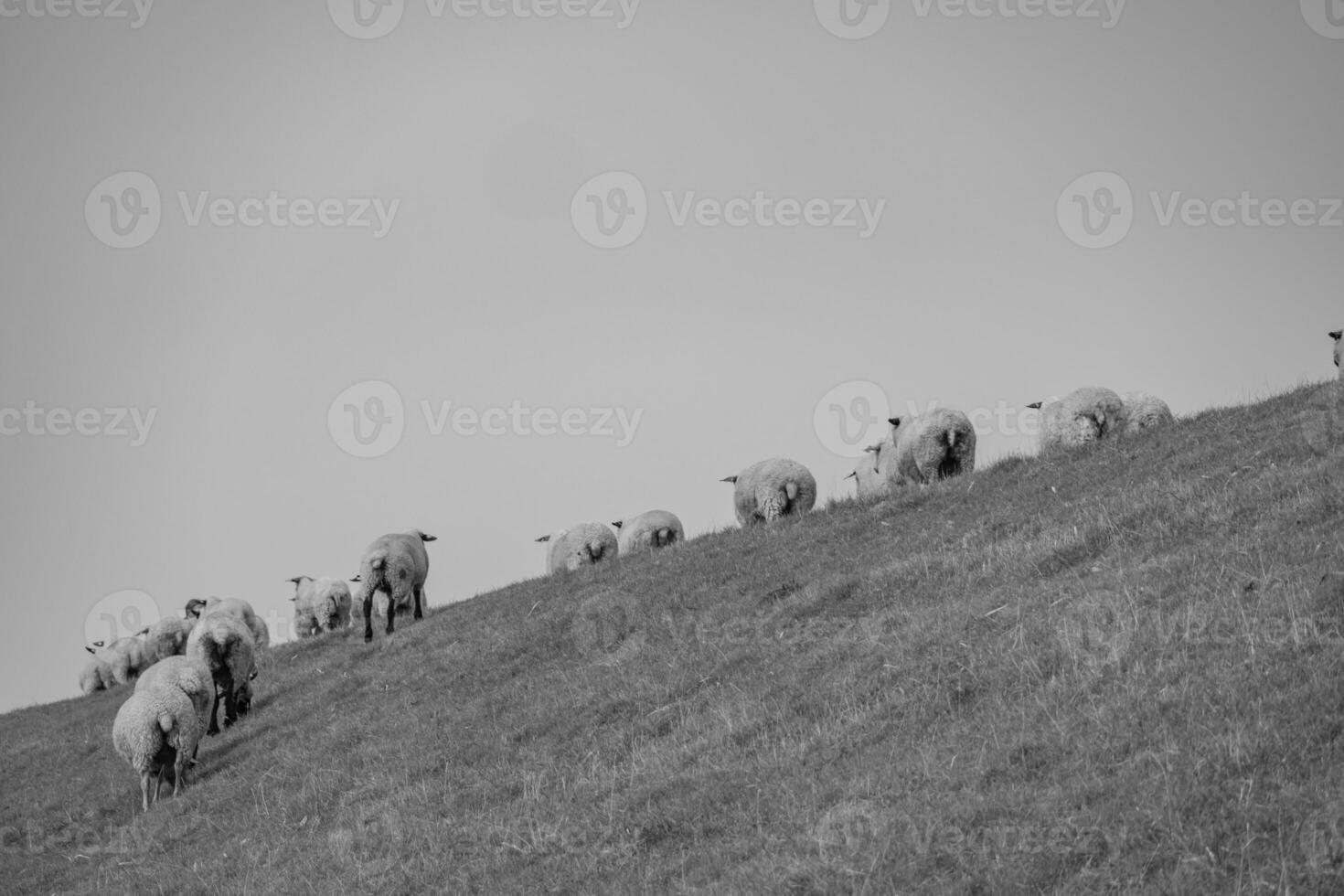 A herd of sheep on a hillside photo