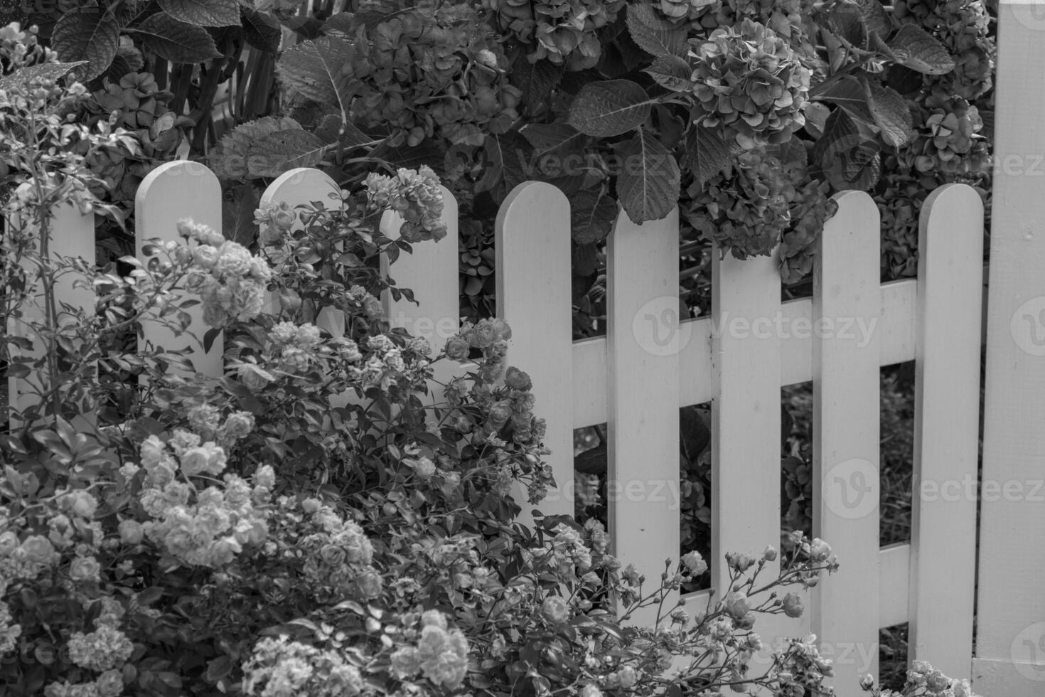 A black and white photo of a white picket fence