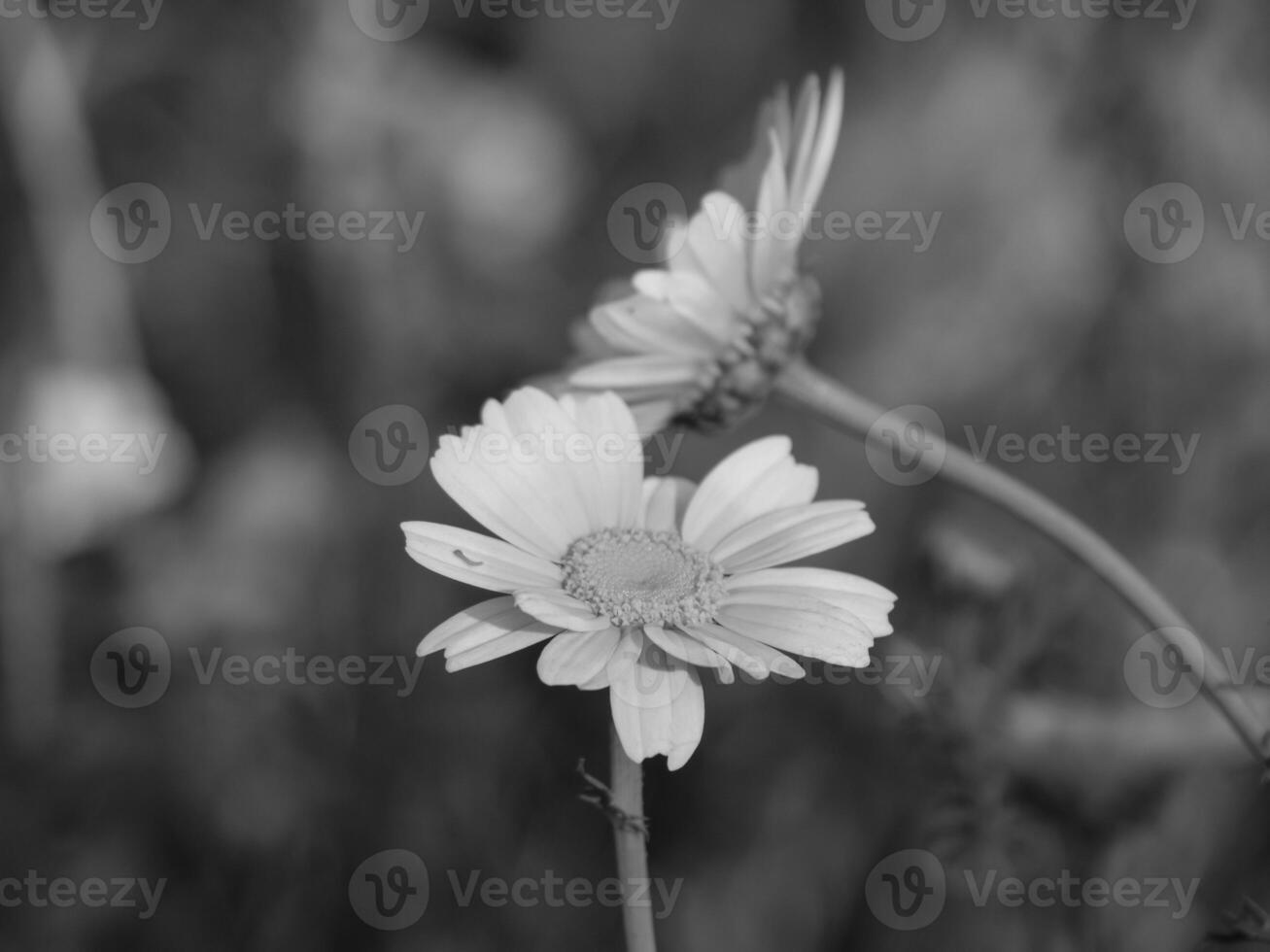Black and white photograph of daisy in field photo