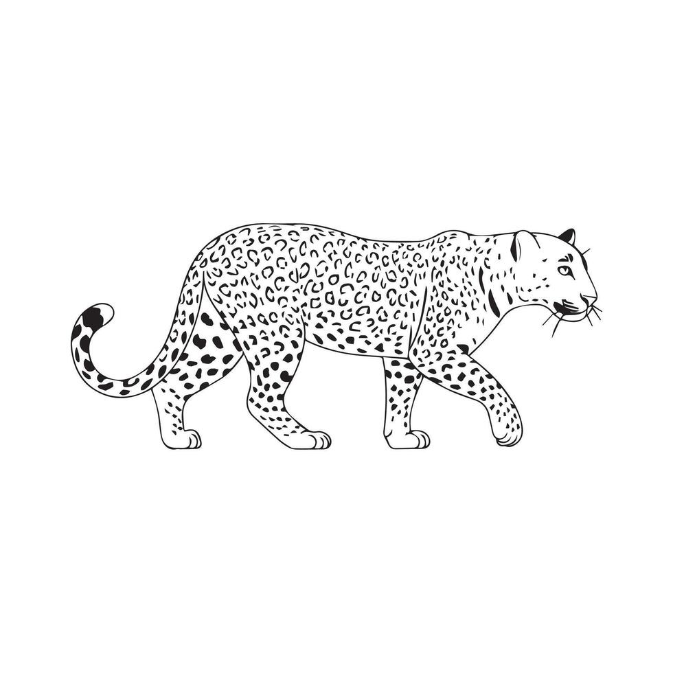 Majestic Black and White Tiger vector