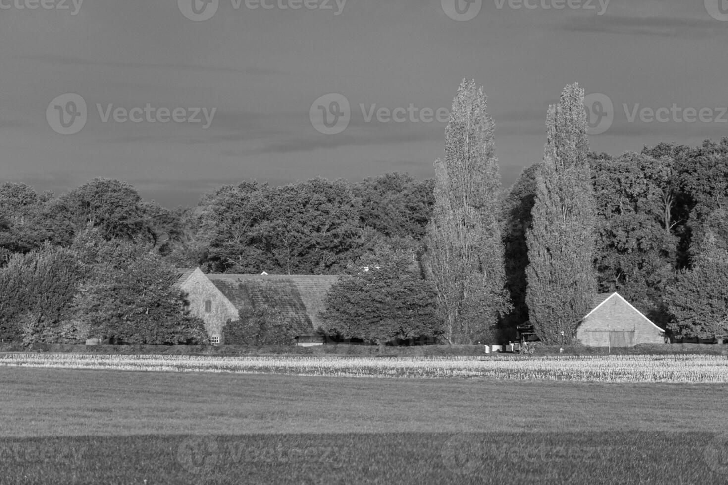 Black and white photo of a farm with trees