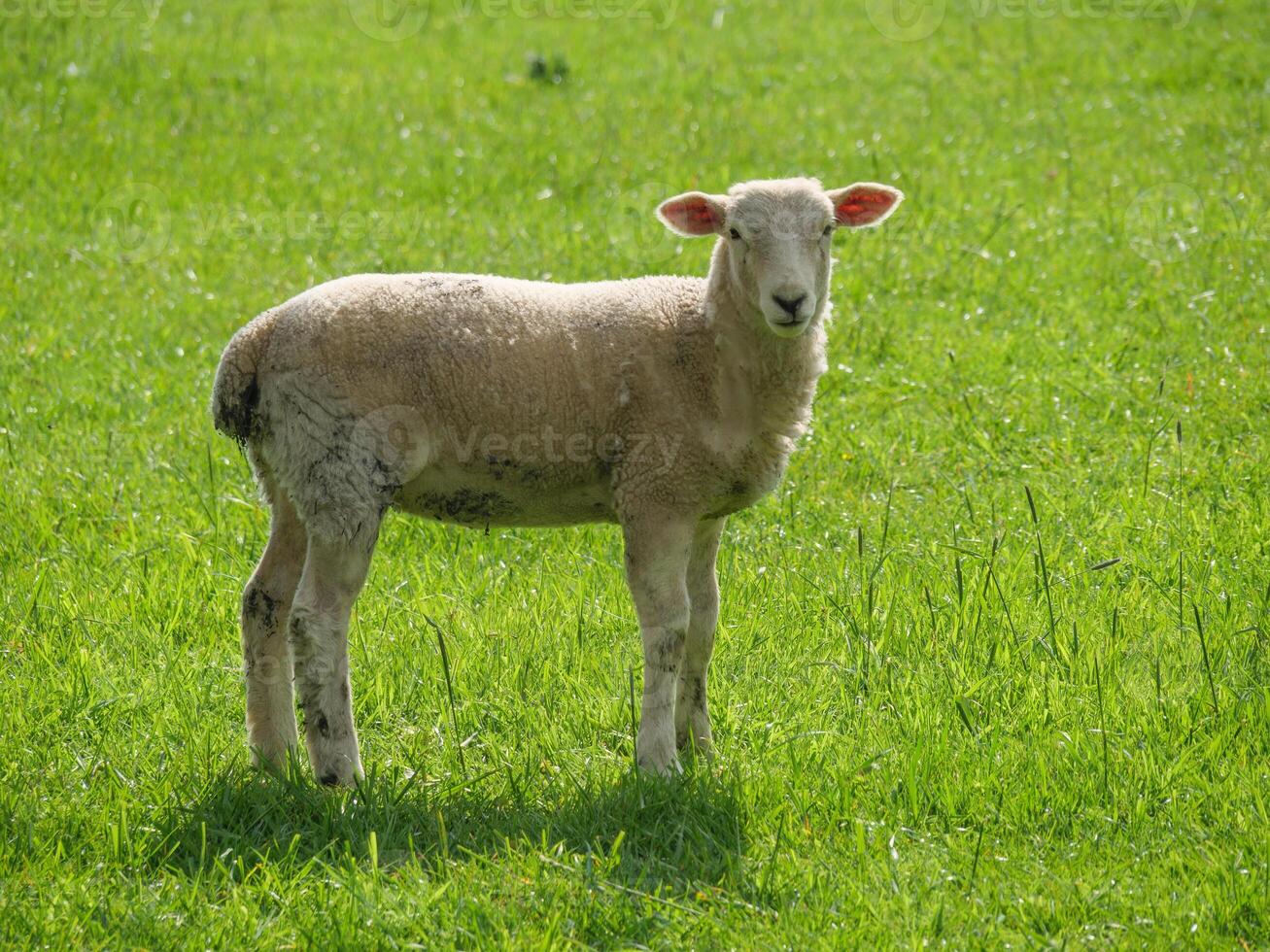 A sheep standing in a field of green grass photo