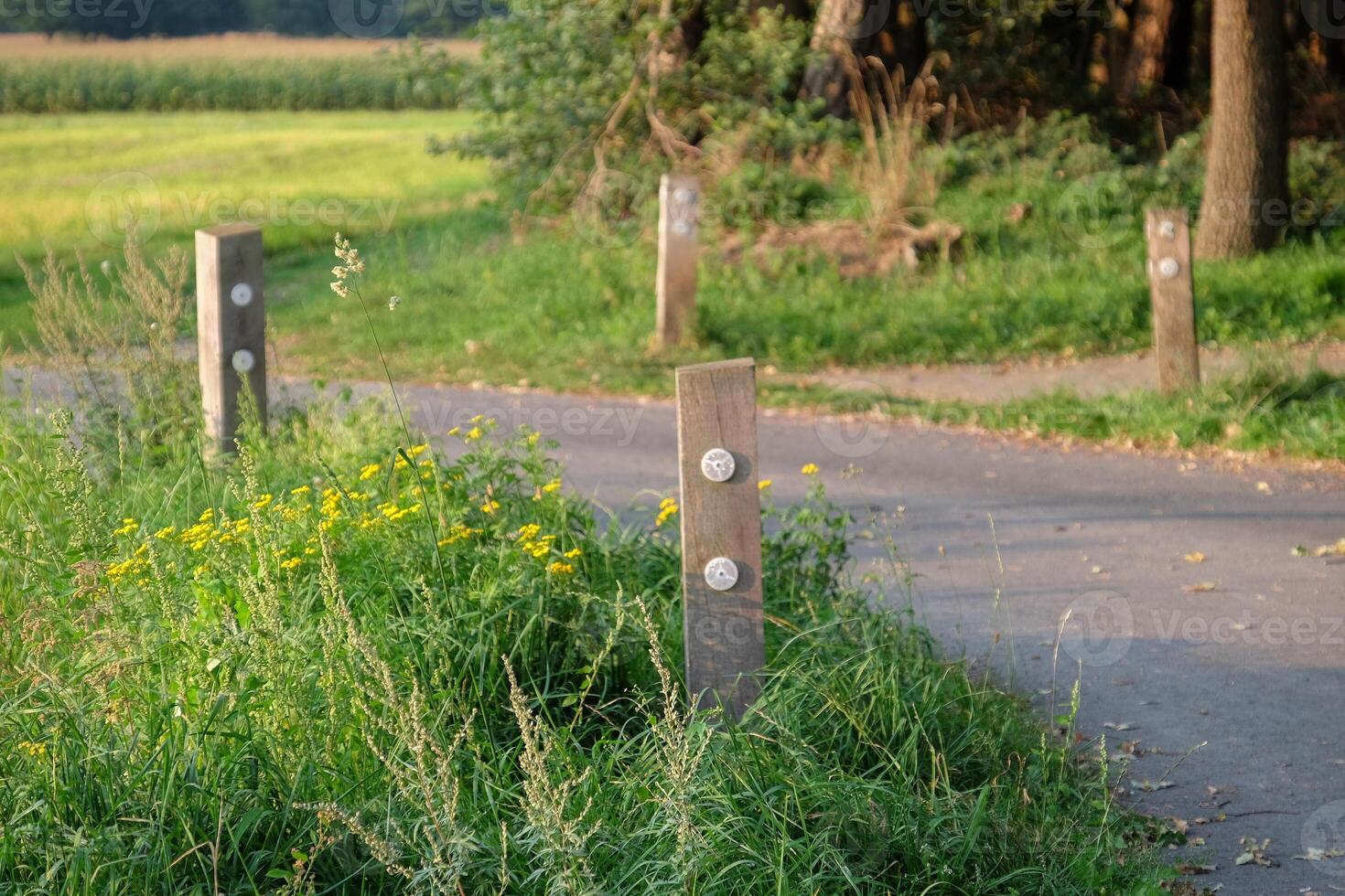 A path with wooden posts and a fence photo