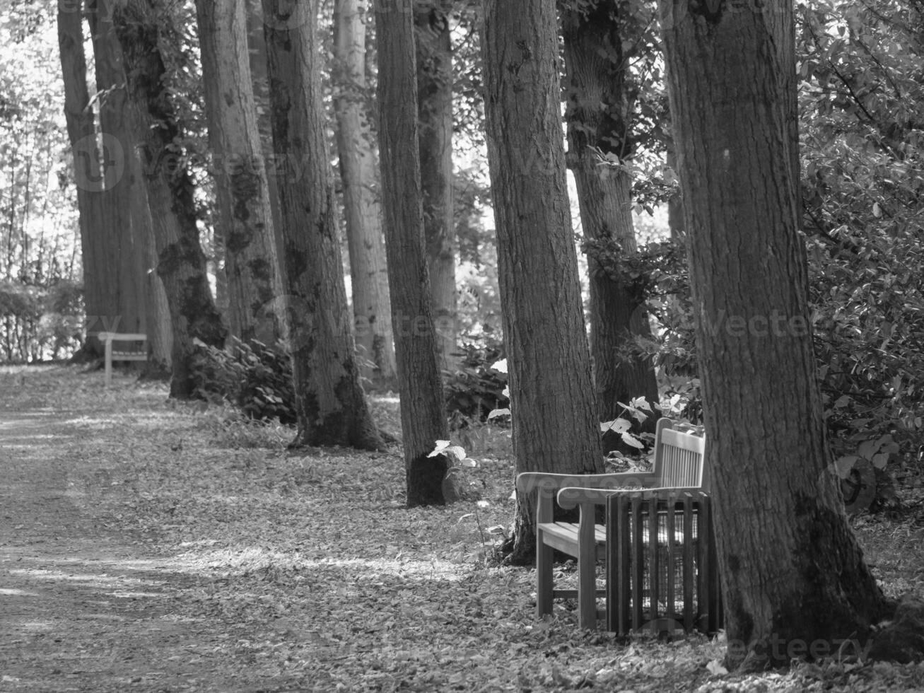 A black and white photo of a bench in a forest