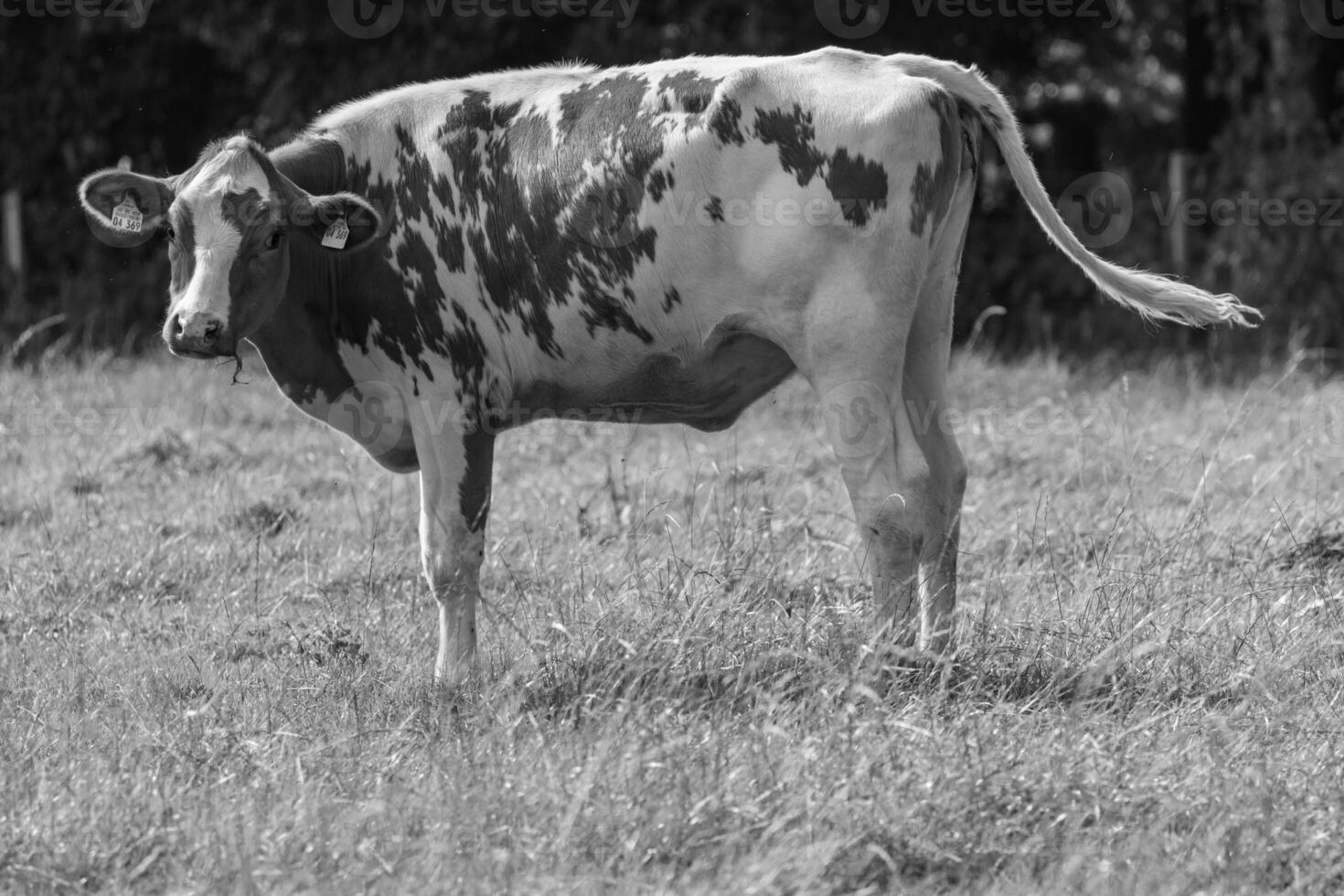 A black and white photo of a cow in a field
