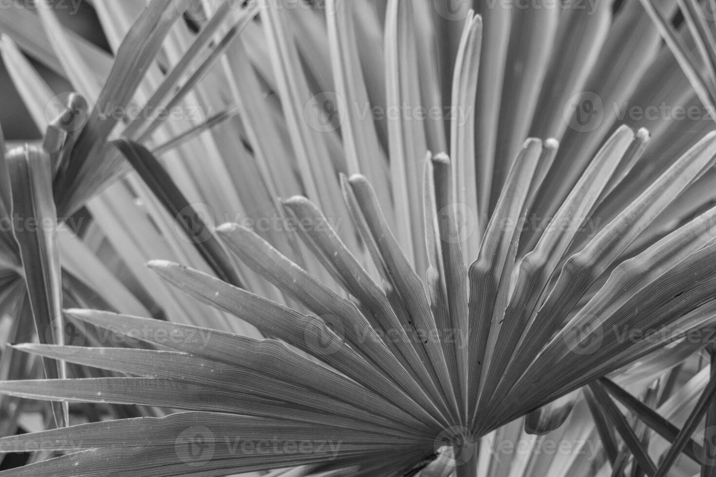 Black and white photograph of palm leaves photo