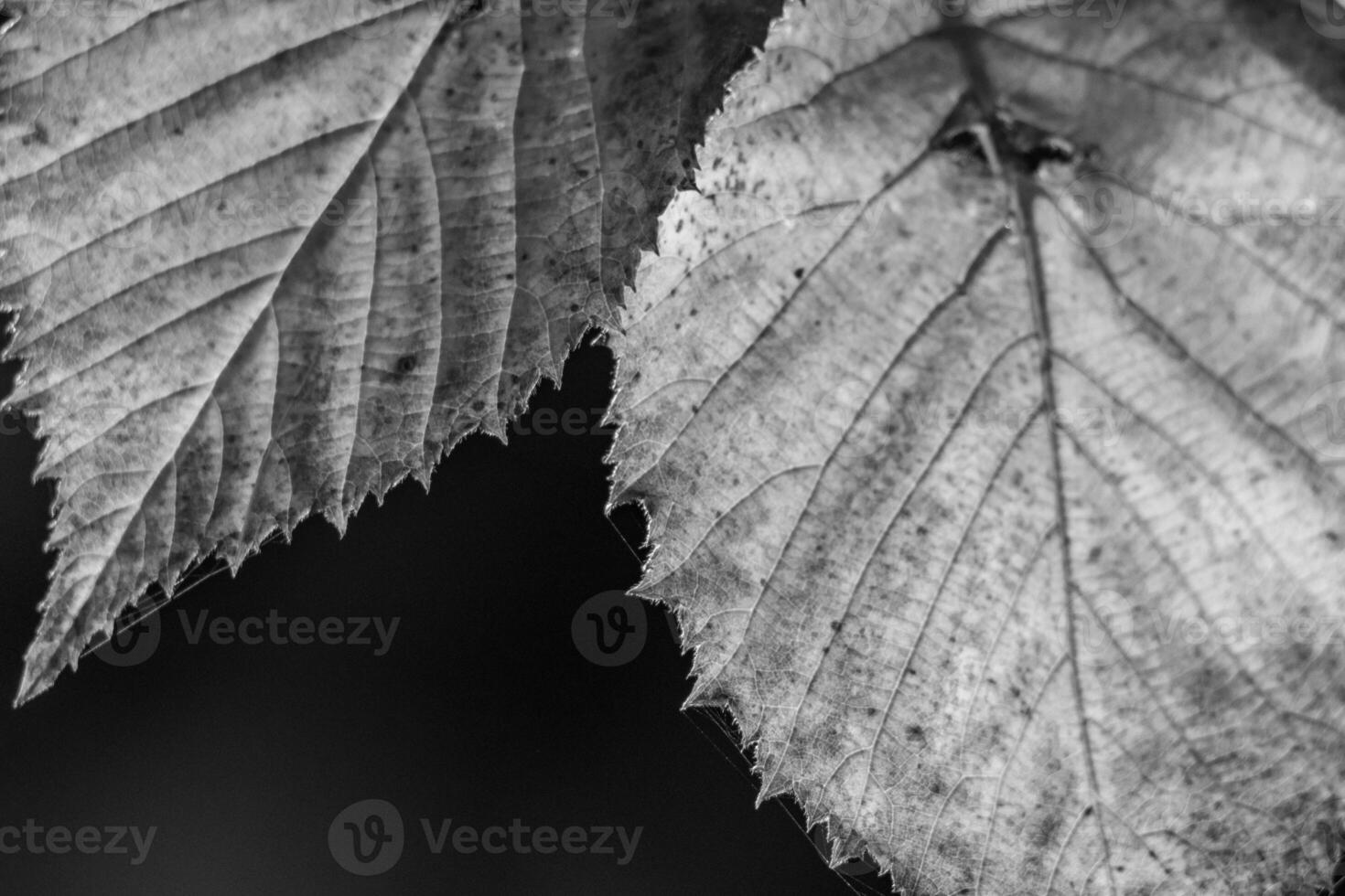 Black and white photograph of leaves on a tree photo