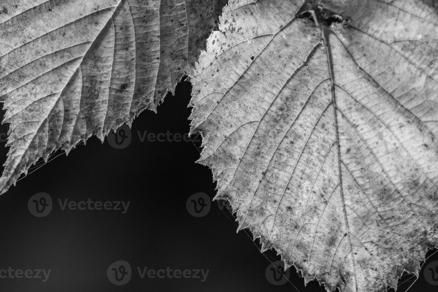 Black and white photograph of leaves on a tree photo