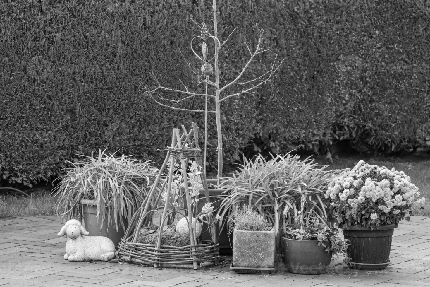 Black and white photograph of a garden with plants and flowers photo