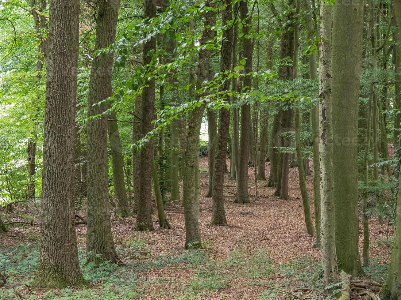 A path through a forest with many trees photo
