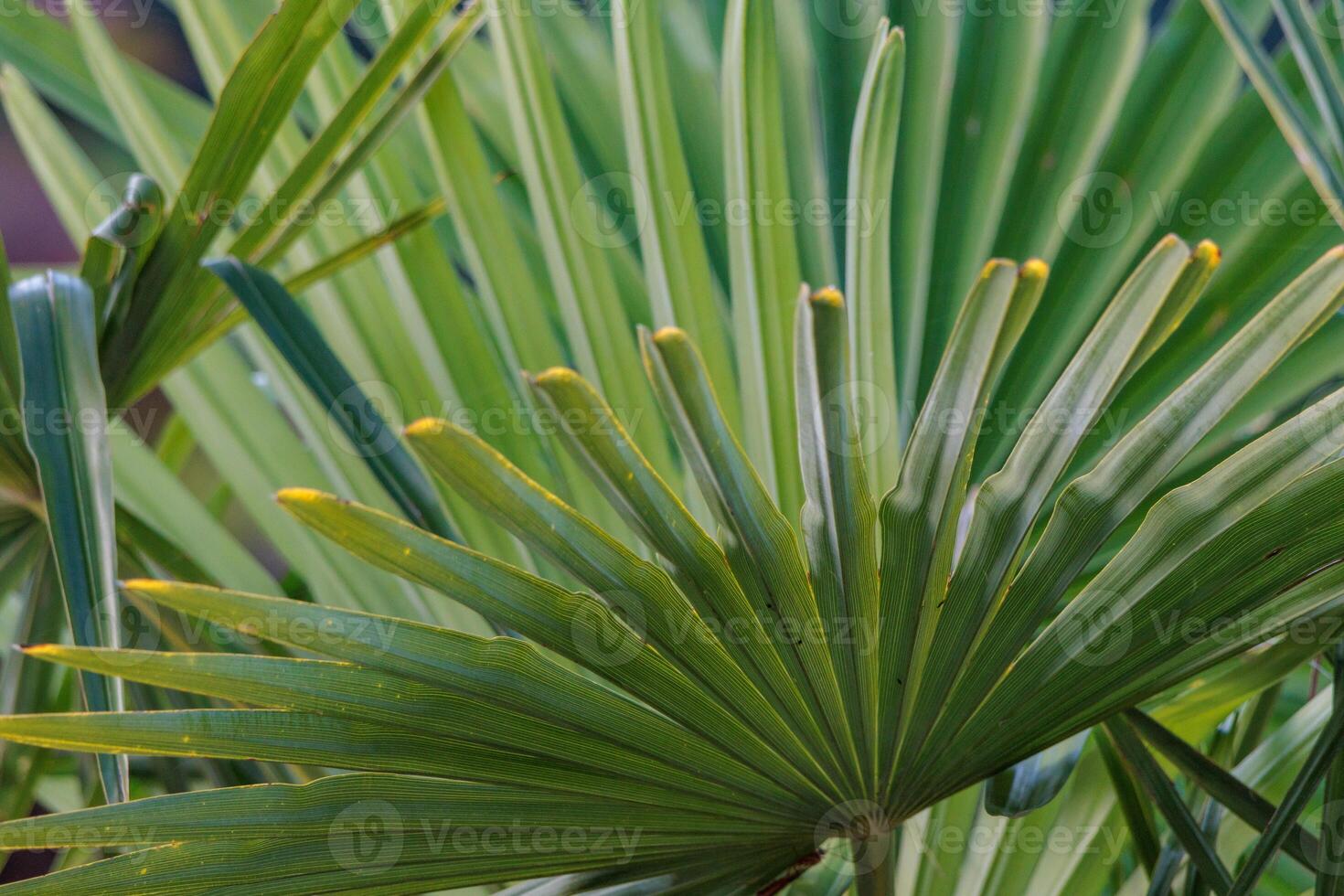 A close up of a palm tree with leaves photo