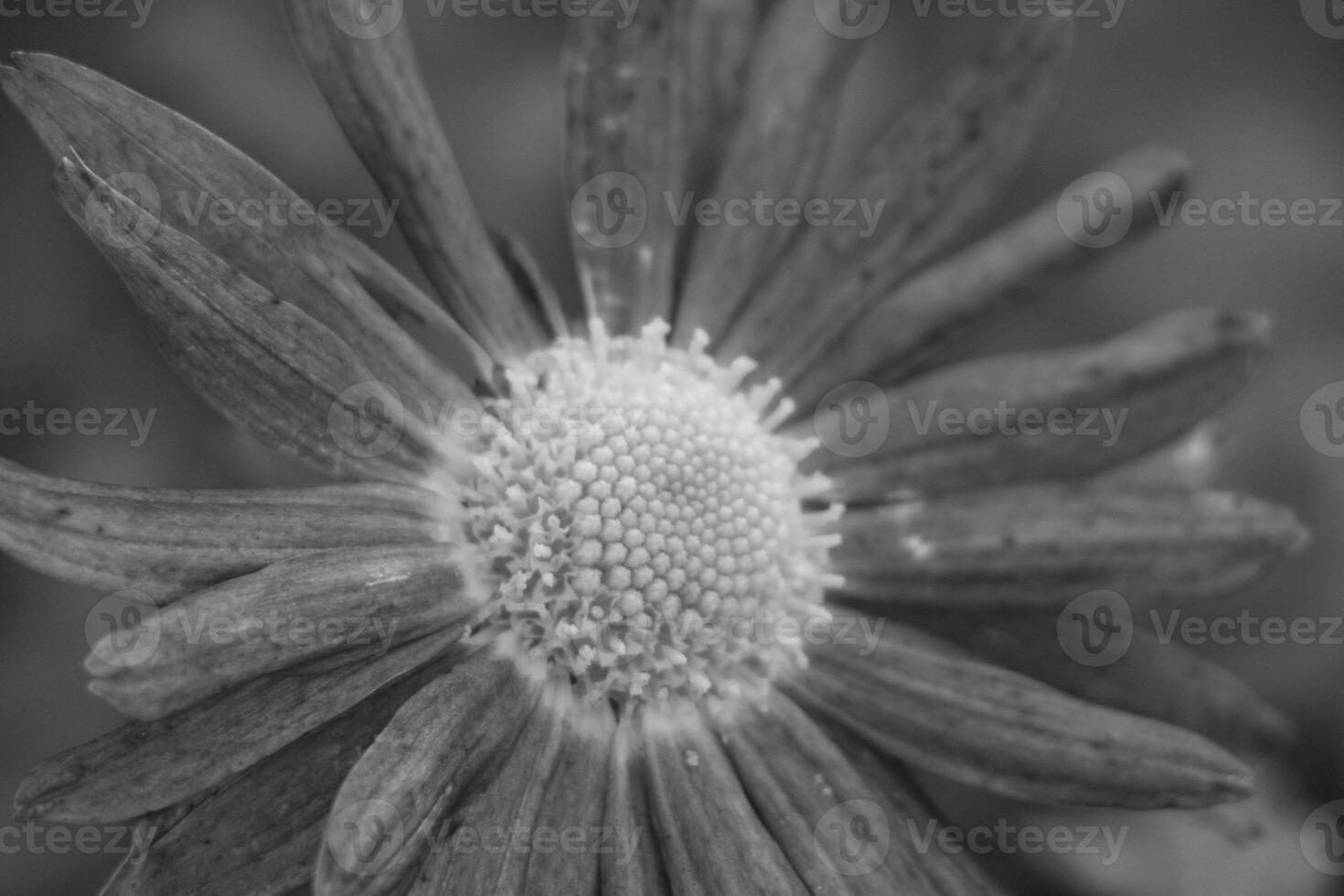 Black and white photograph of a flower photo