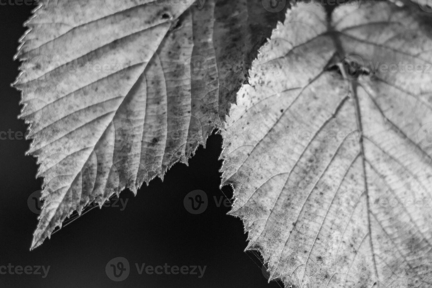 Black and white photograph of leaves on a tree photo