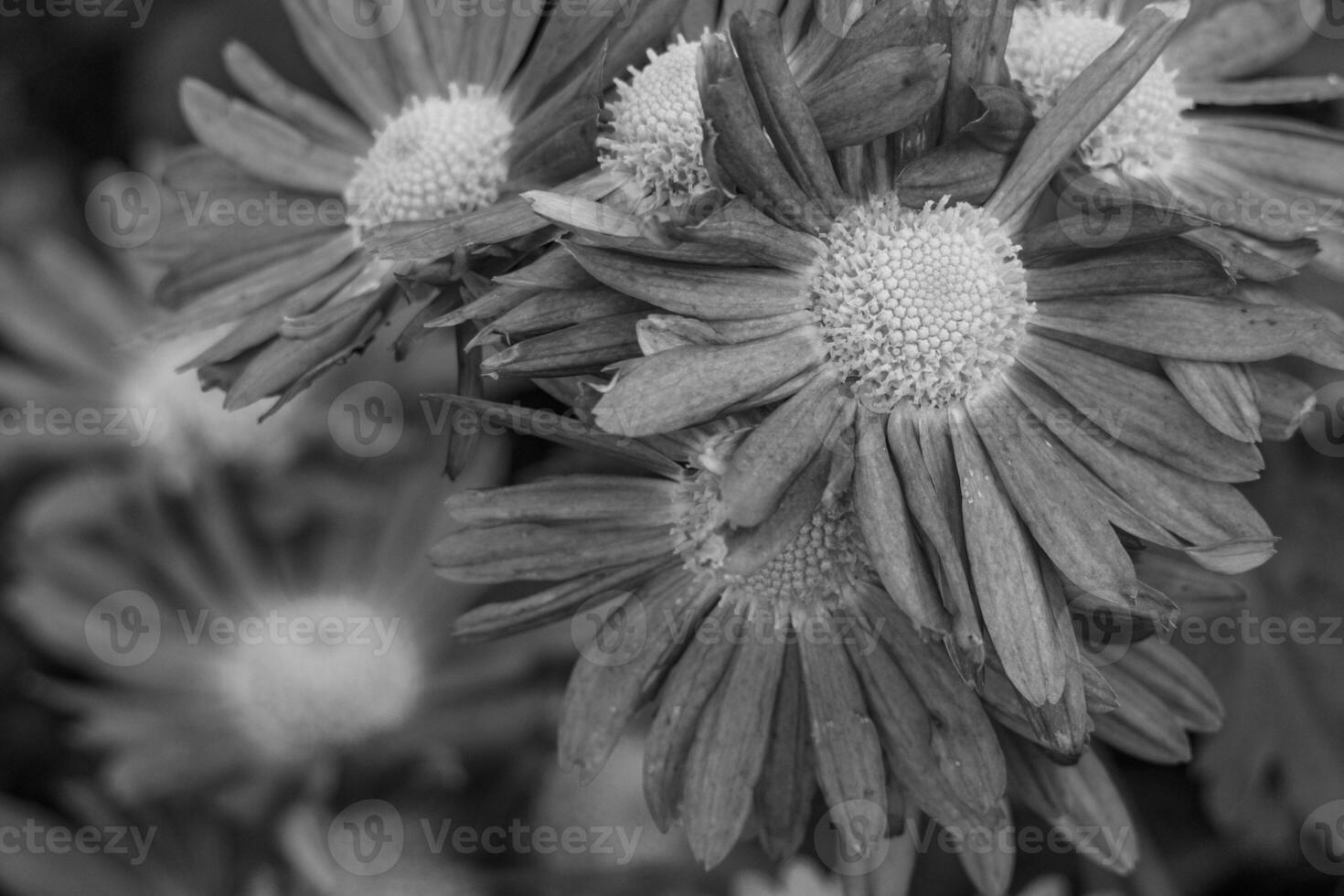 Black and white photograph of daisies in a garden photo