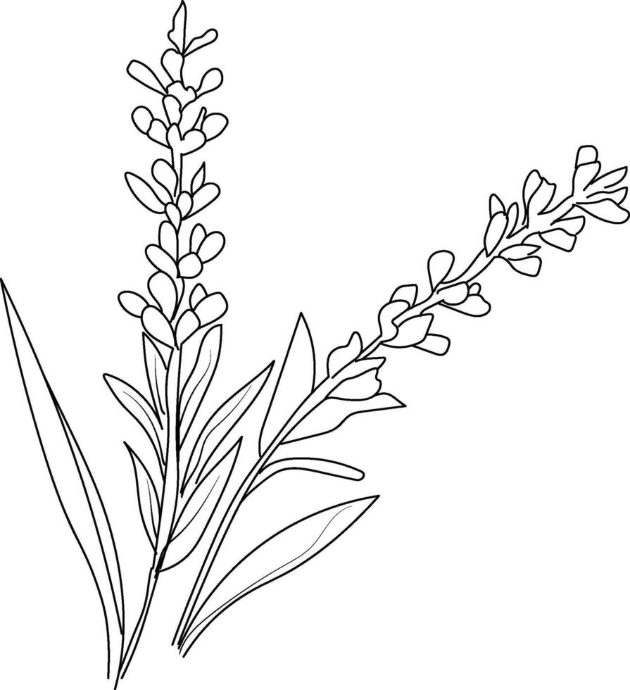 Cute flower coloring pages, Lavender drawing, Hand drawn botanical summer elements bouquet of Lavender line art coloring page, easy flower drawing. Lavender flower art, outline Lavender flower drawing vector
