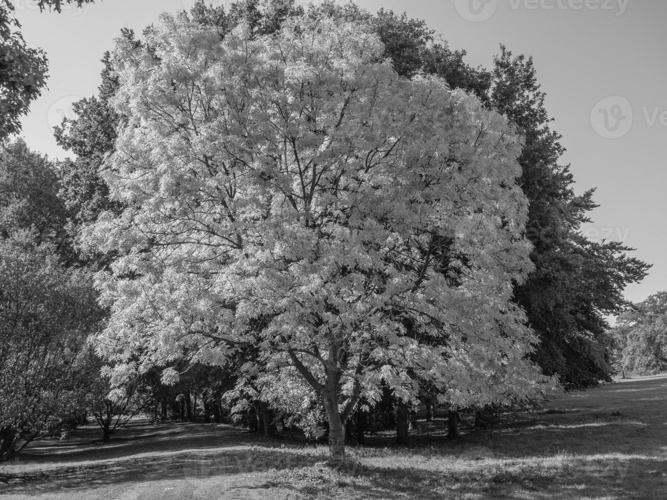 Black and white photo of a tree in a park